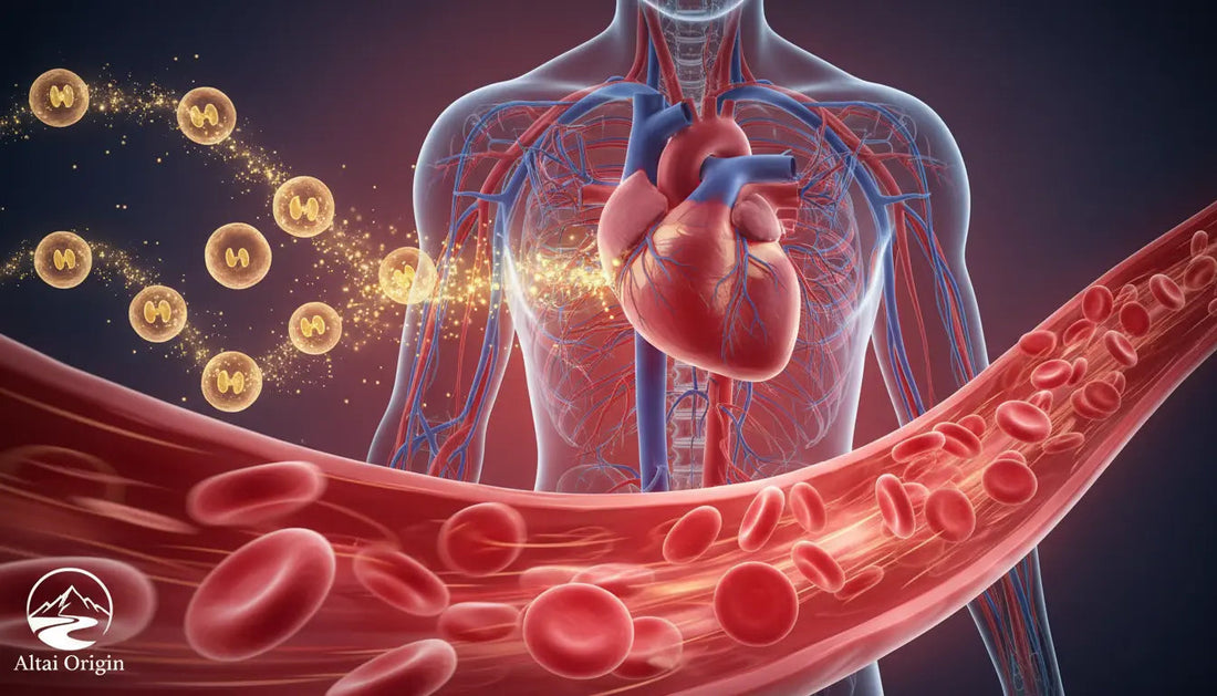 Shilajit Benefits : Guide Complet des Bienfaits et Usages en 2026 - Altai Origin