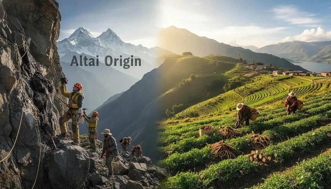 Shilajit vs. Maca Root : Guide Complet sur Énergie, Vitalité et Hormones en 2026 - Altai Origin