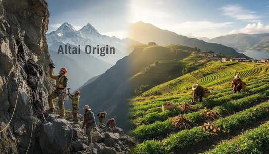 Shilajit vs. Maca Root : Guide Complet sur Énergie, Vitalité et Hormones en 2026 - Altai Origin
